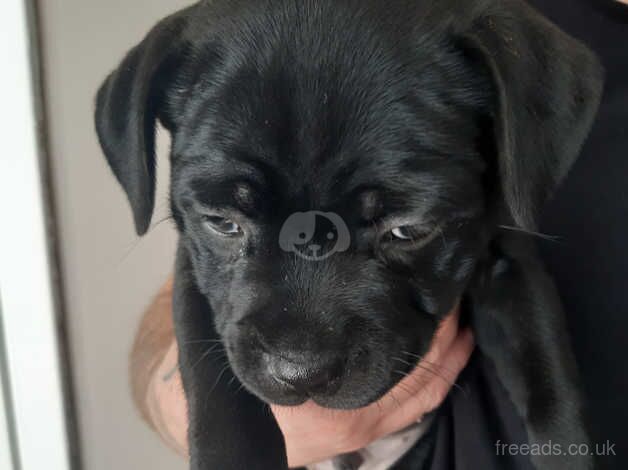 Stunning Staffordshire Bull Terrier Pups For Sale in Paisley, Renfrewshire - Image 4