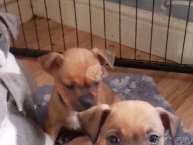 Stunning Staffordshire bull terrier pups ready now for sale in Cambridge, Cambridgeshire - Image 1