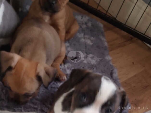 Stunning Staffordshire bull terrier pups ready now for sale in Cambridge, Cambridgeshire - Image 3