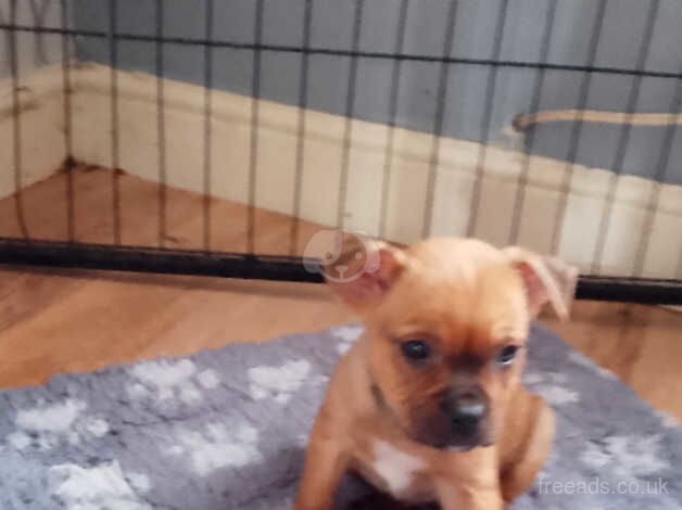 Stunning Staffordshire bull terrier pups ready now for sale in Cambridge, Cambridgeshire - Image 4