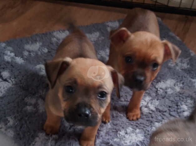 Stunning Staffordshire bull terrier pups ready now for sale in Cambridge, Cambridgeshire - Image 5