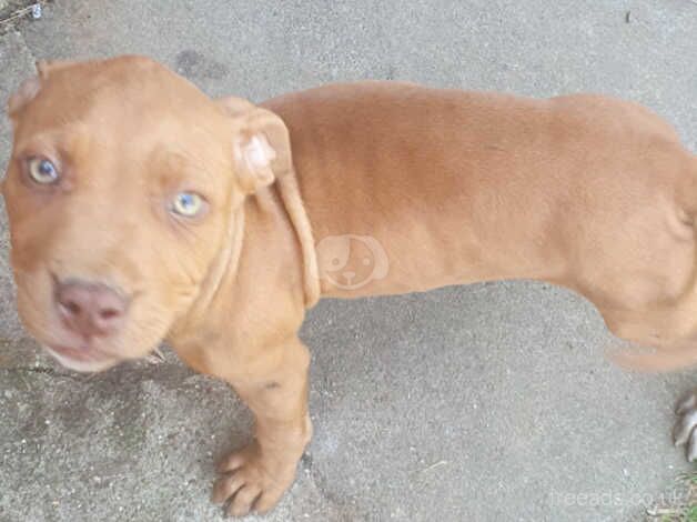 STUNNING STAFFORDSHIRE BULL TERRIERS for sale in Newmarket, Na h-Eileanan an Iar