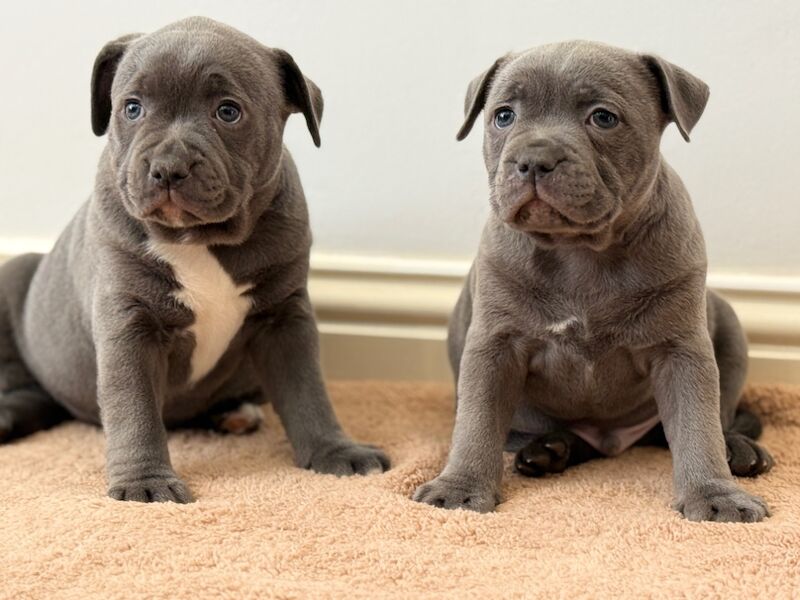 Superior Show Quality Male Blue Staffordshire Bull Terrier Puppies Available! for sale in Peterborough, Cambridgeshire