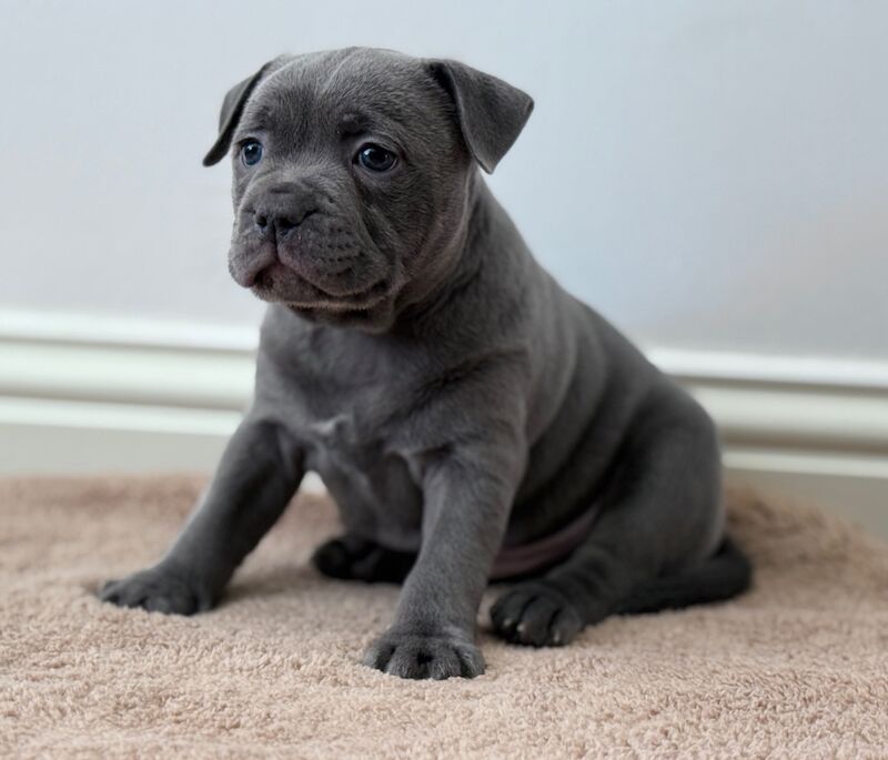 Superior Show Quality Male Blue Staffordshire Bull Terrier Puppies Available! for sale in Peterborough, Cambridgeshire - Image 4