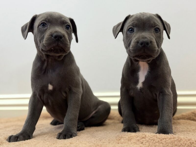 Superior Show Quality Male Blue Staffordshire Bull Terrier Puppies Available! for sale in Peterborough, Cambridgeshire - Image 11