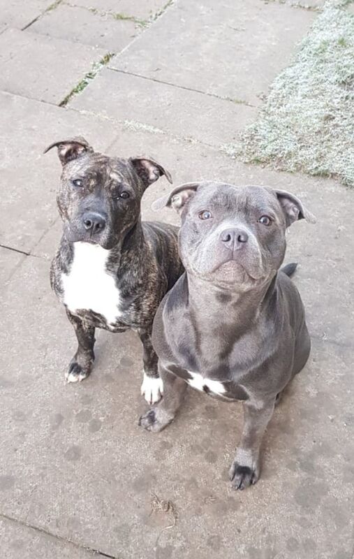 Two stunning Staffys for sale in Crewe, Cheshire