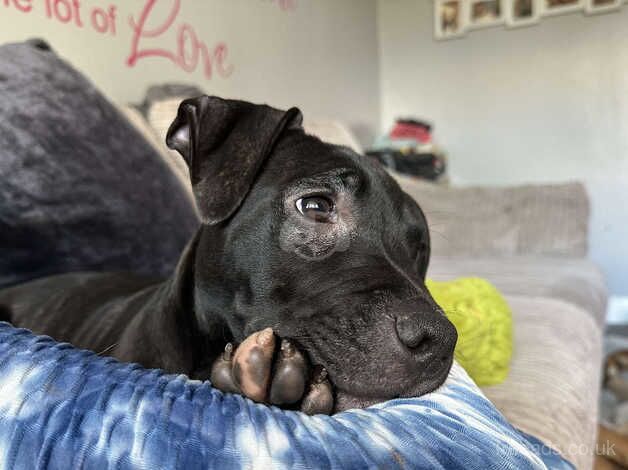 KC Registered Staffie Puppies for sale in West Yorkshire