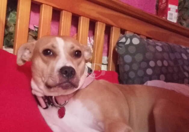 £180 URGENTLY NEEDING REHOMING BELLA for sale in Shrewsbury, Shropshire - Image 3