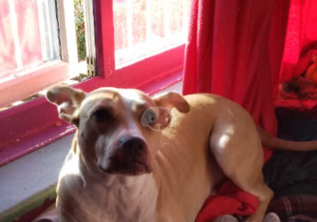 £180 URGENTLY NEEDING REHOMING BELLA for sale in Shrewsbury, Shropshire - Image 4