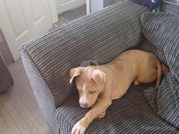 Verry cute staffy boy for sale in Wolverhampton, West Midlands