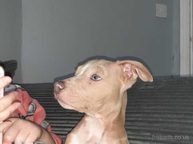 Verry cute staffy boy for sale in Wolverhampton, West Midlands - Image 2