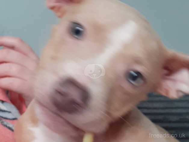 Verry cute staffy boy for sale in Wolverhampton, West Midlands - Image 3