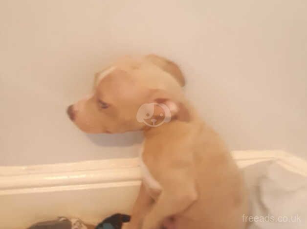 Verry cute staffy boy for sale in Wolverhampton, West Midlands - Image 4