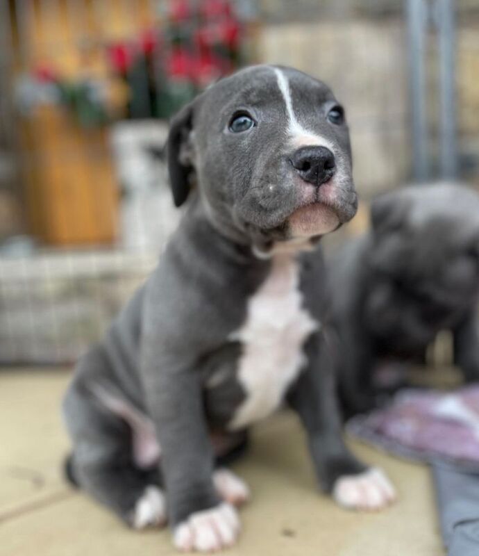 Wanted blue staffordshire pup ASAP for sale in Tamworth, Staffordshire - Image 1