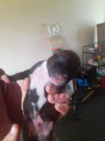 Staffie Puppies For Sale Under £1,000