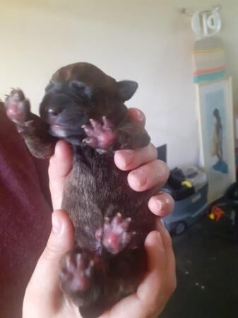 whippet cross blue staffy for sale in New England, Somerset - Image 3