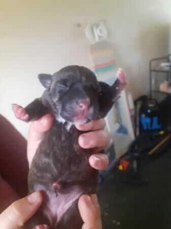 whippet cross blue staffy for sale in New England, Somerset - Image 4