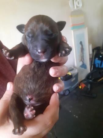 whippet cross blue staffy for sale in New England, Somerset - Image 5