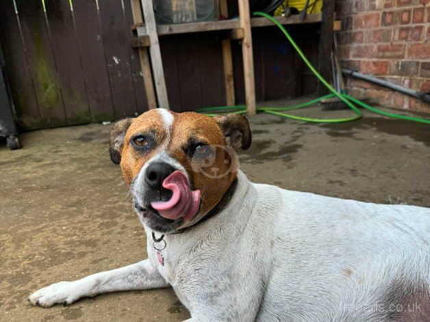 White and brown female staffy for sale in Lincolnshire