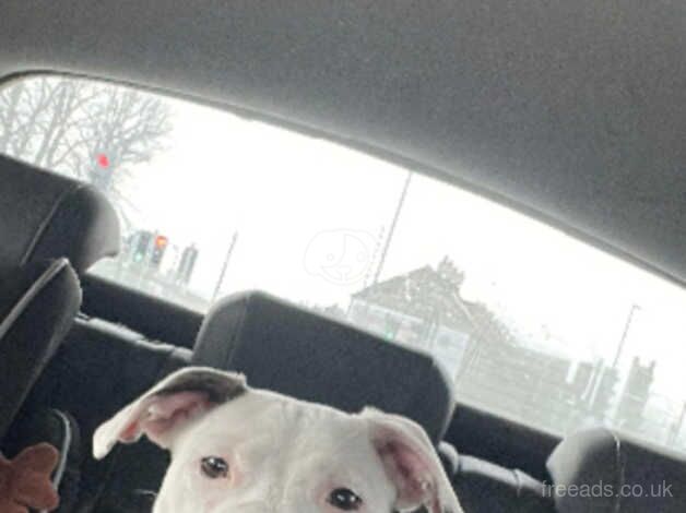 White male Staffy for sale in Antrim