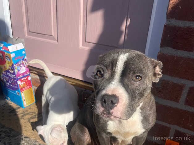 White male staffy puppy for sale in Carrickfergus, Carrickfergus