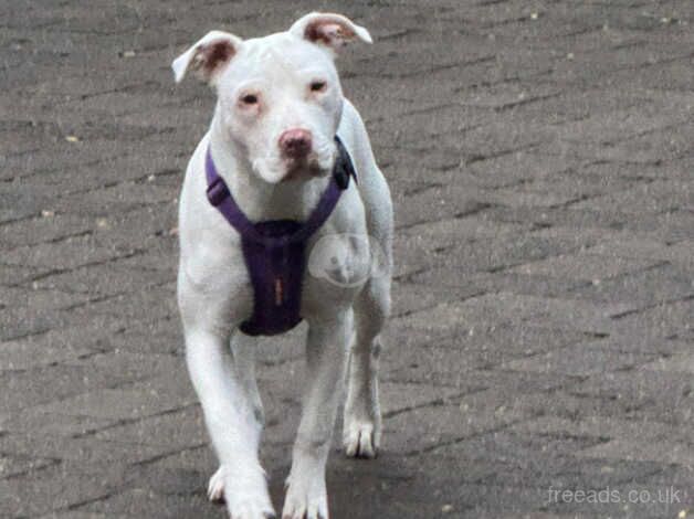 White Staffordshire Terriers for sale in Lewisham, Lewisham, Greater London - Image 1