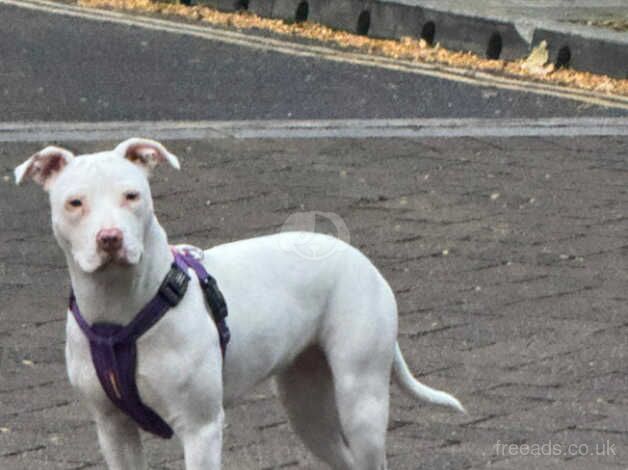 White Staffordshire Terriers for sale in Lewisham, Lewisham, Greater London - Image 2