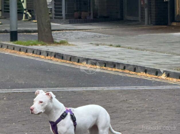 White Staffordshire Terriers for sale in Lewisham, Lewisham, Greater London - Image 3