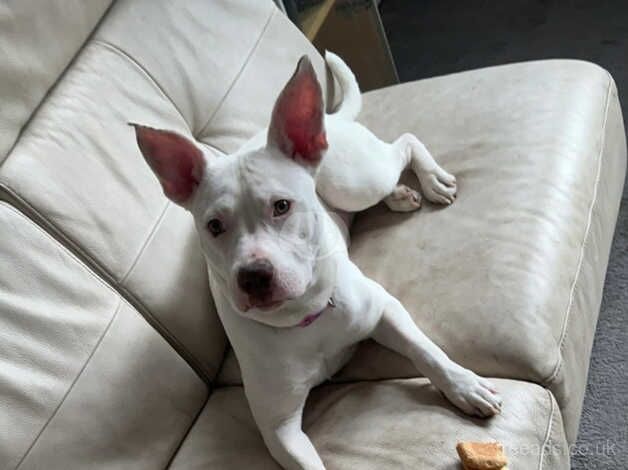 White staffy x for sale in Doncaster, South Yorkshire - Image 1