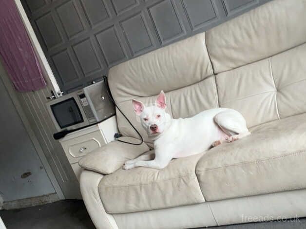 White staffy x for sale in Doncaster, South Yorkshire - Image 2