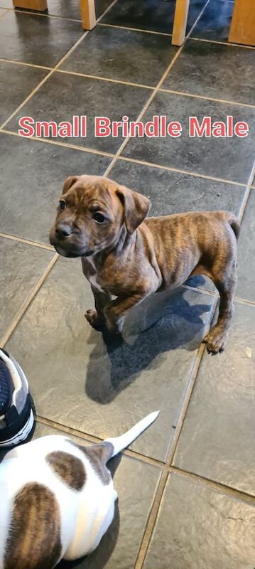 Working Bred Staffie Pups Ready to leave now! for sale in Arbroath, Angus