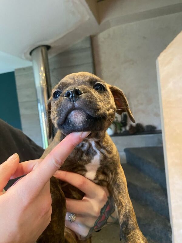 Working Bred Staffie Pups Ready to leave now! for sale in Arbroath, Angus - Image 3