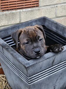 vicky gell - Staffie breeder