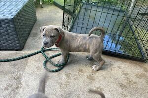 Cassie - Staffie breeder