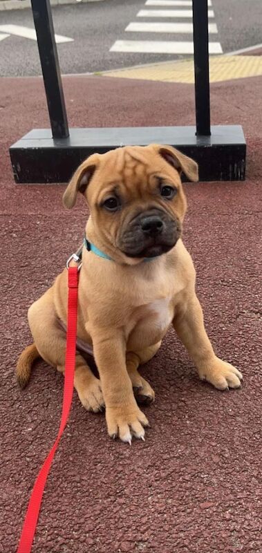 Anthony Hedderman - Staffie Breeder - Image 1