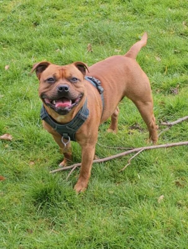 Anthony Hedderman - Staffie Breeder on Staffie Owners - Image 7