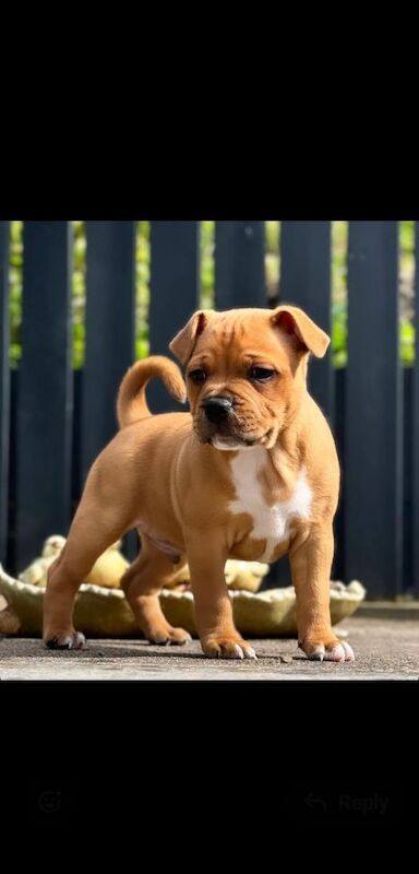 Anthony Hedderman - Staffie Breeder - Image 10