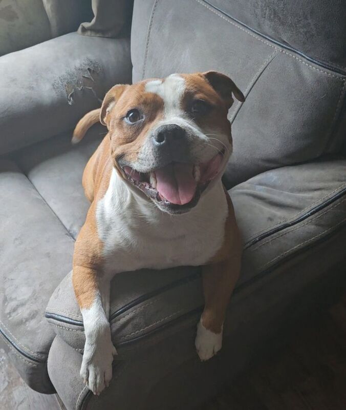 Anthony Hedderman - Staffie Breeder on Staffie Owners - Image 12