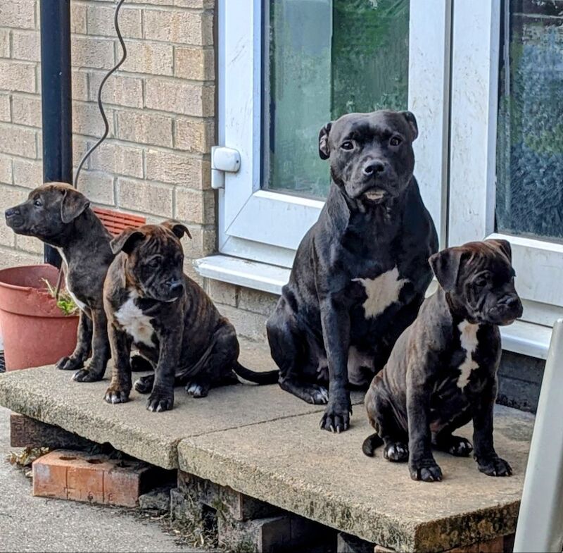 vicky gell - Staffie Breeder on Staffie Owners - Image 1